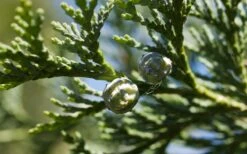 Port Orford Cedar | Medium Tree Seedling -Evergreen Plants Shop port orford cedar cone macro