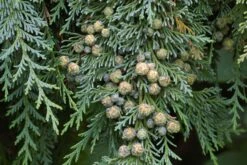 Port Orford Cedar | Small Tree Seedling -Evergreen Plants Shop port orford cedar cones fd8b3997 378e 4f5f 9f60 3dee69d5a53b
