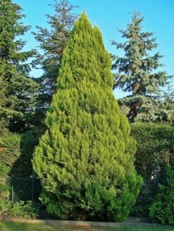 Port Orford Cedar | Medium Tree Seedling -Evergreen Plants Shop port orford cedar cultivated germany