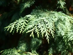 Port Orford Cedar | Medium Tree Seedling -Evergreen Plants Shop port orford cedar foliage