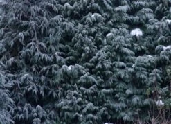 Port Orford Cedar | Lot Of 30 Tree Seedlings 22 Port Orford Cedar | Lot Of 30 Tree Seedlings -Evergreen Plants Shop port orford cedar wall of green 1ed9b330 939d 4b7c b5c0 5492546f3d2f