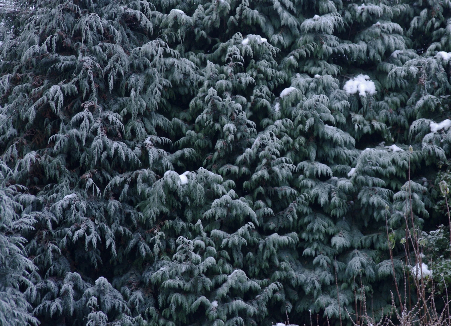 Port Orford Cedar | Lot Of 30 Tree Seedlings 11 Port Orford Cedar | Lot Of 30 Tree Seedlings - Image 11