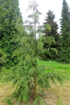 Port Orford Cedar | Medium Tree Seedling -Evergreen Plants Shop port orford cedar young small