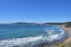 Port Orford Cedar | Lot Of 30 Tree Seedlings 23 Port Orford Cedar | Lot Of 30 Tree Seedlings -Evergreen Plants Shop port orford city d007450a 28c6 4343 9d43 c894e88af732