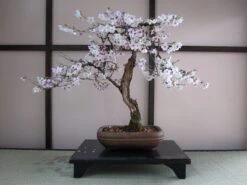 Japanese Cherry | Seed Grow Kit -Evergreen Plants Shop prunus serrulata cherry bonsai a1bcca90 95c9 4920 b660 45bb5e12f24d