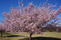 Flowering Cherry Blossom | Seed Grow Kit -Evergreen Plants Shop prunus serrulata form 8e653d98 aad4 4503 bce9 9bce5ebb7a3a