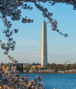 Washington D.C. Cherry | Seed Grow Kit 23 Washington D.C. Cherry | Seed Grow Kit -Evergreen Plants Shop prunus serrulata japanese cherry blossom festival washington monument 2 7ea5c79b 6bea 41a8 af6d 3df6c980a03a