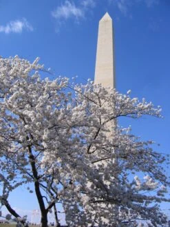 Washington D.C. Cherry | Seed Grow Kit 25 Washington D.C. Cherry | Seed Grow Kit -Evergreen Plants Shop prunus serrulata japanese cherry blossom festival washington monument e729791b 05e5 428b 854e 2fbe8acd8d85