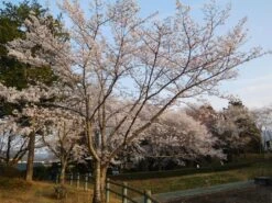 Flowering Cherry Blossom | Seed Grow Kit -Evergreen Plants Shop prunus x yedoensis yard