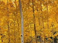 Quaking Aspen | Seed Grow Kit -Evergreen Plants Shop quaking aspen fall foliage 197c5906 aa7d 423d a177 8d42e9296d10