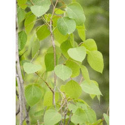 Quaking Aspen | Seed Grow Kit -Evergreen Plants Shop quaking aspen leaf f46142bb 7515 42b0 aa47 33cb75057c25
