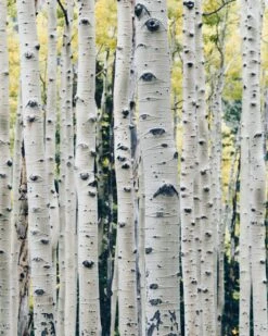 Quaking Aspen | Seed Grow Kit -Evergreen Plants Shop quaking aspen unsplash eyes