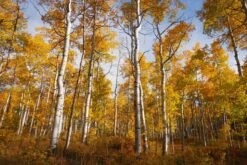 Quaking Aspen | Seed Grow Kit -Evergreen Plants Shop quaking aspen unsplash hillside