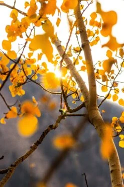 Quaking Aspen | Seed Grow Kit -Evergreen Plants Shop quaking aspen unsplash sunny leaves