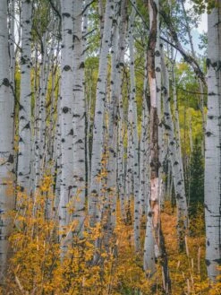 Quaking Aspen | Seed Grow Kit -Evergreen Plants Shop quaking aspen unsplash thicket