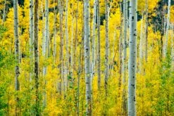 Quaking Aspen | Seed Grow Kit -Evergreen Plants Shop quaking aspen unsplash trunks with foliage