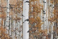 Quaking Aspen | Seed Grow Kit -Evergreen Plants Shop quaking aspen unsplash white bark