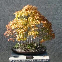 Canada Red Maple | Seed Grow Kit -Evergreen Plants Shop red maple bonsai ee3f8809 e699 4042 867d c59c43f66f08