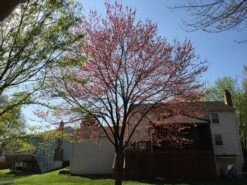 Red Maple | Seed Grow Kit -Evergreen Plants Shop red maple house 4c594e87 b7dc 4da3 9e22 f474b6266173