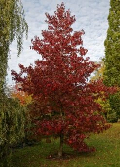 Red Maple | Seed Grow Kit -Evergreen Plants Shop red maple young small 90b49a15 2e24 4e5b b3e1 df2cad855527