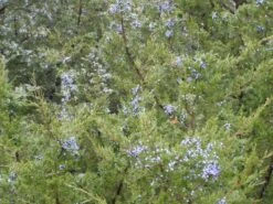 Rocky Mountain Juniper | Mini-Grow Kit -Evergreen Plants Shop rocky mountain juniper berry