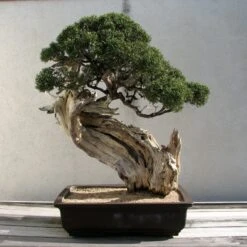Bonsai Tree | White Design | Seed Grow Kit -Evergreen Plants Shop rocky mountain juniper bonsai II 2bb6d8aa 8815 4a28 ad0b cf77fb91628a