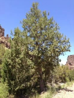 Rocky Mountain Juniper | Mini-Grow Kit -Evergreen Plants Shop rocky mountain juniper large