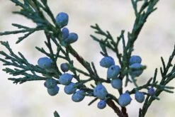 Rocky Mountain Juniper | Mini-Grow Kit -Evergreen Plants Shop rocky mountain juniper macro berry