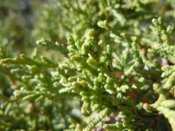 Rocky Mountain Juniper | Mini-Grow Kit -Evergreen Plants Shop rocky mountain juniper macro foliage