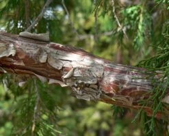 Rocky Mountain Juniper | Mini-Grow Kit -Evergreen Plants Shop rocky mountain juniper peeling bark