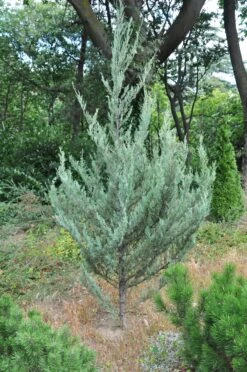 Rocky Mountain Juniper | Mini-Grow Kit -Evergreen Plants Shop rocky mountain juniper young