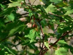 Rocky Mountain Maple | Mini-Grow Kit -Evergreen Plants Shop rocky mountain maple seeds