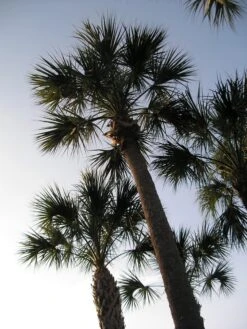 Palm Tree | Seed Grow Kit -Evergreen Plants Shop sabal palm lookup 2f005c8e b57c 48a0 8b00 cfc12bab593f
