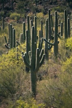 Saguaro Cactus | Seed Grow Kit 28 Saguaro Cactus | Seed Grow Kit -Evergreen Plants Shop saguaro army unsplash