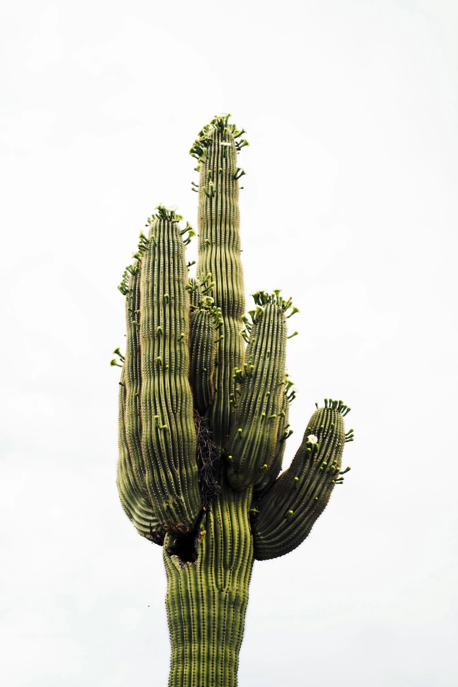 Saguaro Cactus | Seed Grow Kit 10 Saguaro Cactus | Seed Grow Kit - Image 10