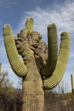 Saguaro Cactus | Seed Grow Kit 31 Saguaro Cactus | Seed Grow Kit -Evergreen Plants Shop saguaro cristate unsplash