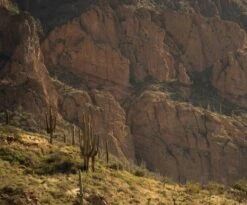 Saguaro Cactus | Seed Grow Kit 36 Saguaro Cactus | Seed Grow Kit -Evergreen Plants Shop saguaro hillside unsplash