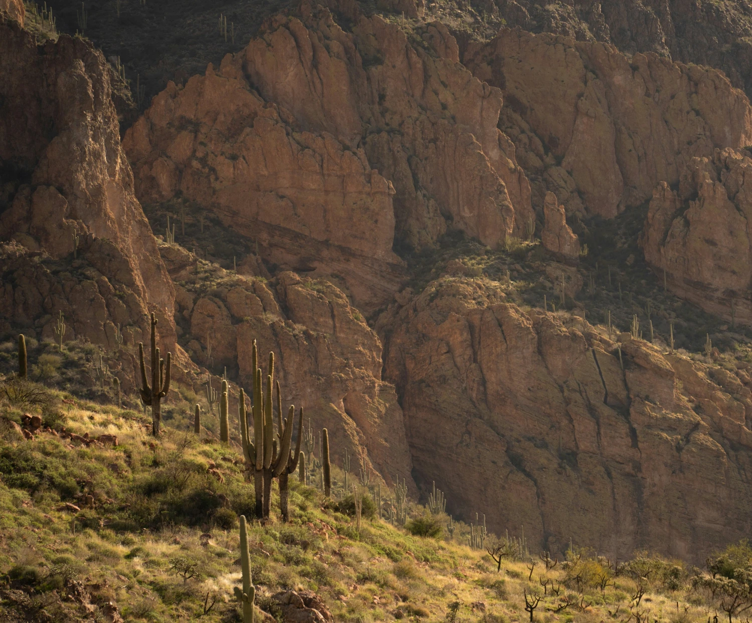 Saguaro Cactus | Seed Grow Kit 17 Saguaro Cactus | Seed Grow Kit - Image 17