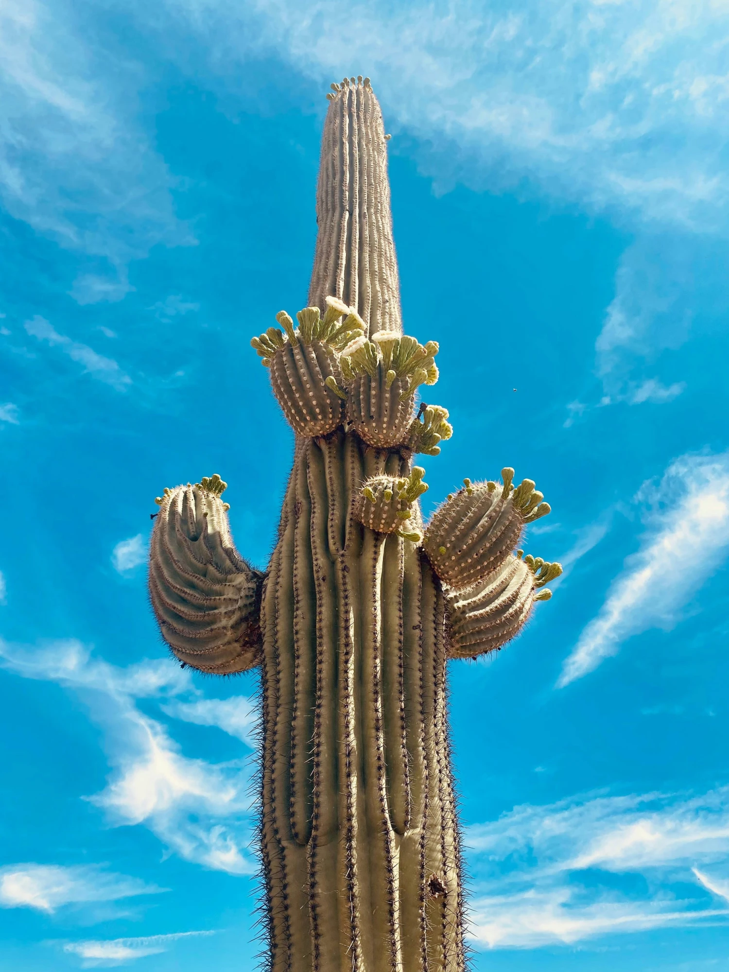 Saguaro Cactus | Seed Grow Kit 19 Saguaro Cactus | Seed Grow Kit - Image 19