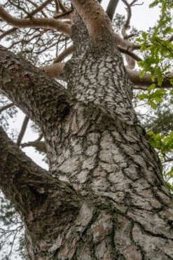 Scotch Pine | Small Tree Seedling -Evergreen Plants Shop scotch pine bark