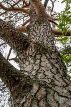 Scotch Pine | Mini-Grow Kit -Evergreen Plants Shop scotch pine bark be3c9946 1c4b 40b9 9c1a be32e44e2eec