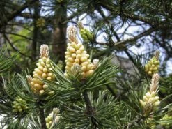 Scotch Pine | Small Tree Seedling -Evergreen Plants Shop scotch pine flower
