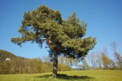 Scotch Pine | Small Tree Seedling -Evergreen Plants Shop scotch pine form 2 small