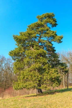 Scotch Pine | Mini-Grow Kit -Evergreen Plants Shop scotch pine form ea4060d5 da73 4f83 ab2b 1b2c70842219