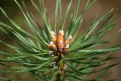 Christmas Tree | Seed Grow Kit -Evergreen Plants Shop scotch pine macro b6502e40 8eba 4170 9598 00f077871468