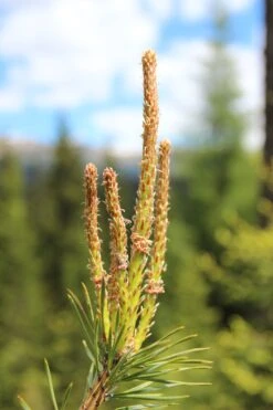 Scotch Pine | Mini-Grow Kit -Evergreen Plants Shop scotch pine new growth 2ea88a5a 2547 4ba5 abdd 71d4638a13a1