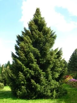 Serbian Spruce | Small Tree Seedling 19 Serbian Spruce | Small Tree Seedling -Evergreen Plants Shop serbian spruce form