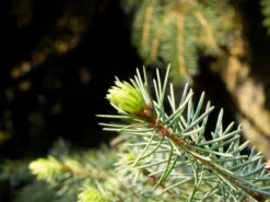 Serbian Spruce | Small Tree Seedling 22 Serbian Spruce | Small Tree Seedling -Evergreen Plants Shop serbian spruce macro