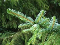 Living Christmas Tree | Serbian Spruce -Evergreen Plants Shop serbian spruce needles baa2aef1 7f55 45ed 86d3 37a94b6491b6