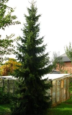 Serbian Spruce | Small Tree Seedling 21 Serbian Spruce | Small Tree Seedling -Evergreen Plants Shop serbian spruce young
